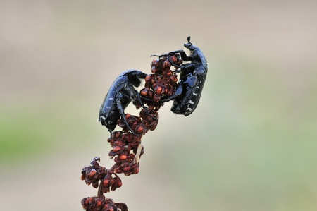 scarab beetle (Oxythyrea funesta) の写真素材