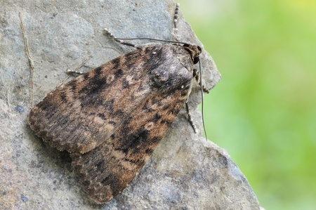 moth の写真素材