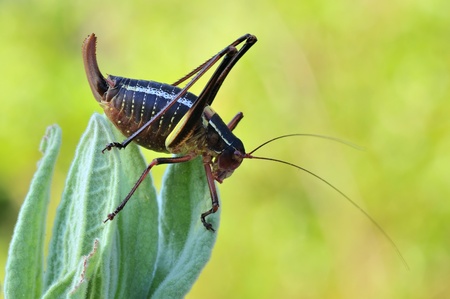 hopper の写真素材