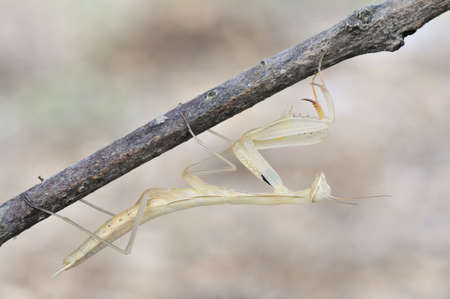 mantis の写真素材