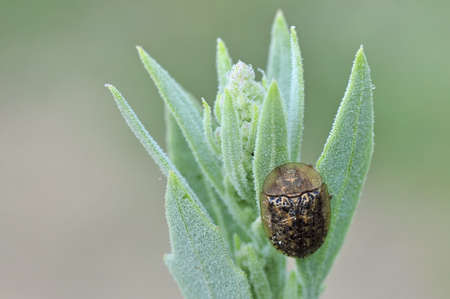 leaf beetle の写真素材