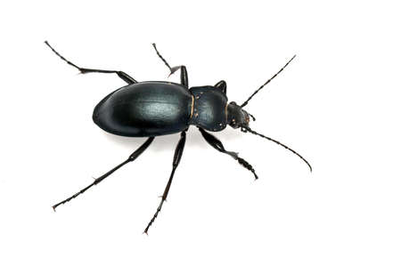 Carabus glabratus, a ground beetle isolated on white ground の写真素材