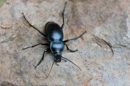 ground beetle (carabus glabratus) の写真素材