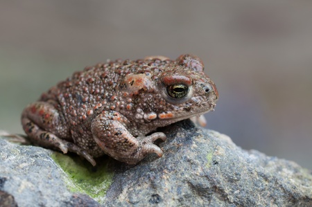 a Natterjack Toad sitting on a stone