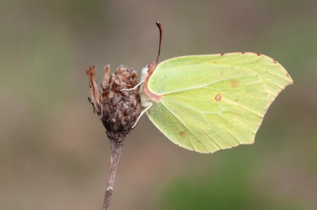 a closeup of a single brimtone butterfly の写真素材