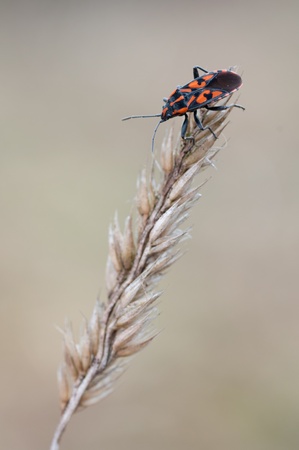 a closeup of a bug (Spilostethus saxatilis)