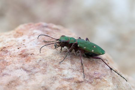 a closeup of  a Green Tiger Beetle