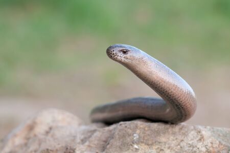 a young Blindworm on a stoneの写真素材