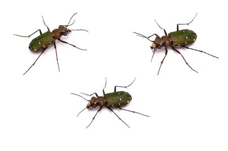 a closeup of  a Green Tiger Beetleの写真素材