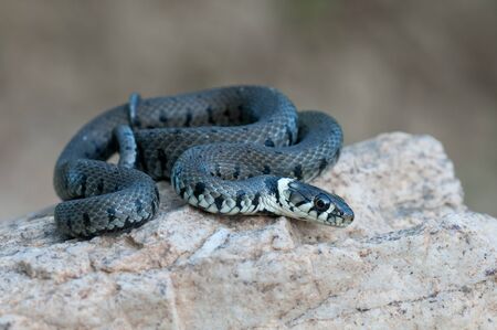 macro of a grass snake in the natureの写真素材