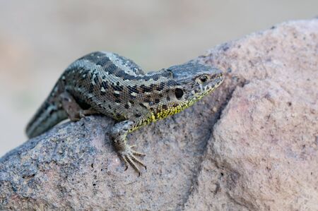 a sand lizard in the natureの写真素材