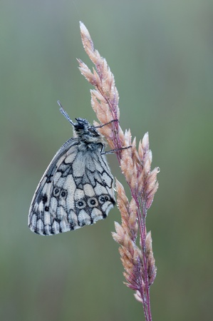 macro of a Marbled White butterflyの写真素材