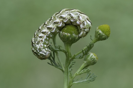 macro of a Cucullia chamomillae