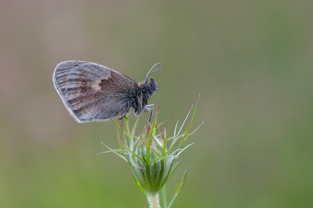 macro of a Coenonympha pamphilus