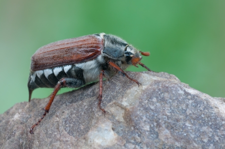 macro of a Melolontha melolontha