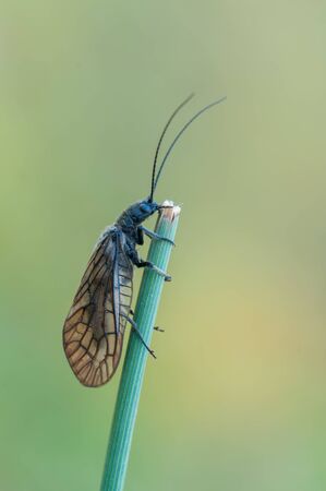 macro of a Sialis lutariaの写真素材