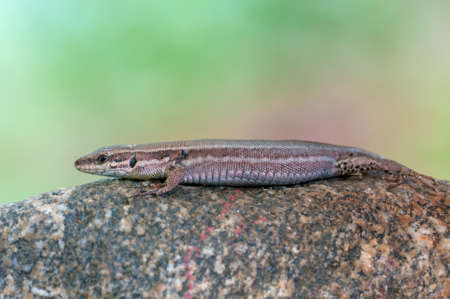 image of a European wall lizardの写真素材