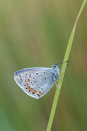 Macro of a Polyommatus icarusの写真素材
