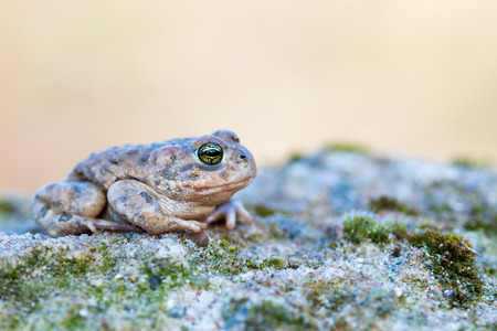 Bufo calamitaの写真素材