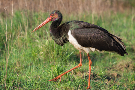 Black Stork - Ciconia nigraの写真素材