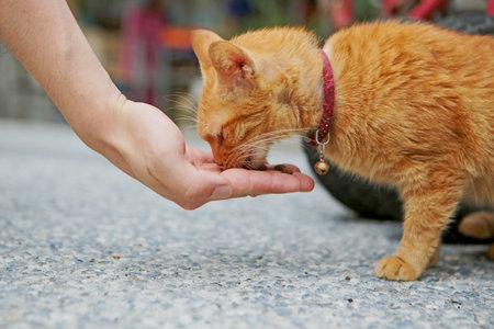 cute and lovely catの写真素材