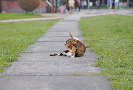 cute and lovely catの写真素材