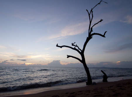 Dead Woodの写真素材