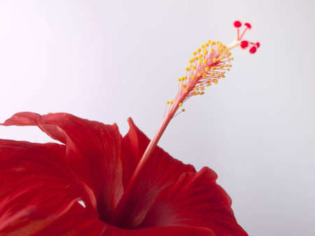 Beautiful red hibiscus flower on a white backgroundの写真素材