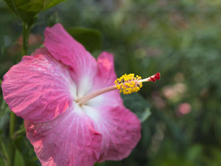 Pink Hibiscus Flowerの写真素材