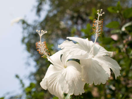 A white hibiscus flowers plant in a tropical gardenの写真素材