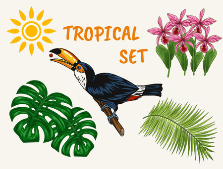 Set of tropical illustrations with toucan bird sitting on branch, tropical foliage, bouquet of orchids, sun icon. Holiday summer theme. Detailed objects on white background for prints designのイラスト素材
