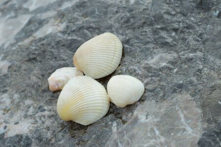 Shell in the beachの写真素材