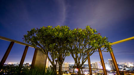 Trees on the rooftop with Bangkok city skylineの素材