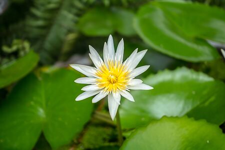 Lotus (water lily) in soft-focus with blurred backgroundのeditorial素材