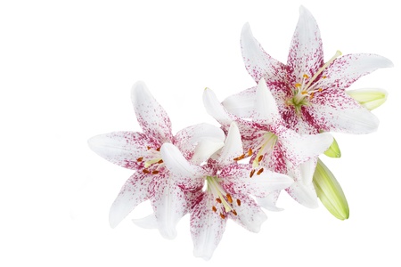 White lillies isolated on white backgroundの写真素材