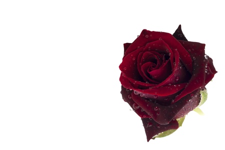 Sinlge red rose bud with water droplets isolated on white background with blank spaceの写真素材