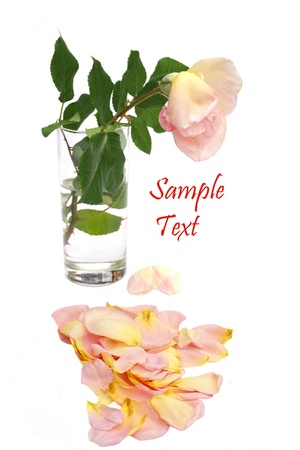 China rose losing its petals  isolated on white cardの写真素材