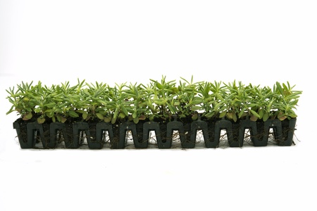 lavender seedlings in pots on white backgroundの写真素材