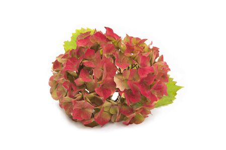 red hydrangea with green leaves on white backgroundの写真素材