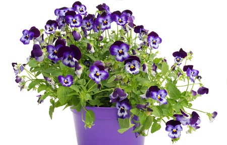 violet pansies sprouts in pot isolated on white backgroundの写真素材