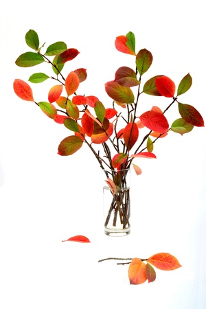 Autumn choke tree leaves in vase isolated on white backgroundの写真素材