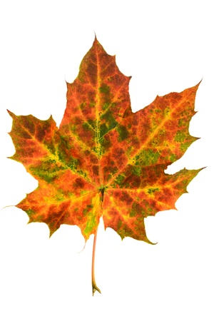 Autumn maple leaf isolated on white backgroundの写真素材