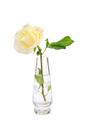 White rose in vase isolated on whiteの写真素材