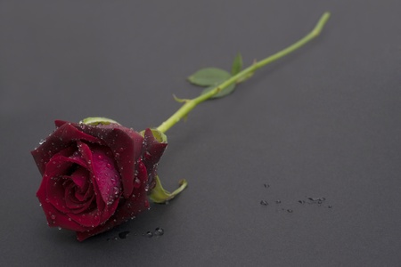 red rose with water droplets on dark backgroundの写真素材