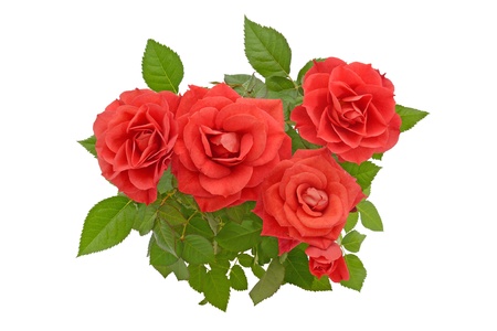 red roses and leaves isolated on white backgroundの写真素材