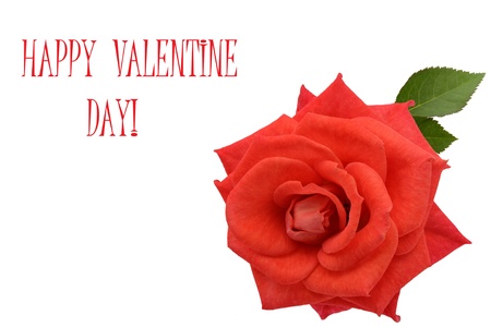 Red rose valentine greetingの写真素材