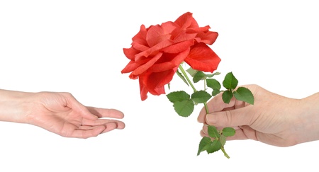 Valentine greeting, giving and accepting a red roseの写真素材