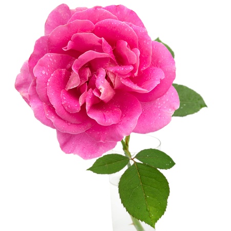 Pink rose with water droplets in vase isolated on white backgroundの写真素材