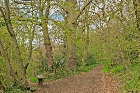 bench and footpaths in spring woodlandの写真素材