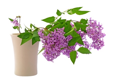 Violet lilac branch in vase isolated on white backgroundの写真素材